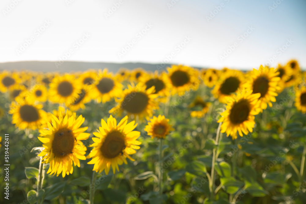 Fototapeta premium sunflower seeds in sack. Sunflower seeds in burlap bag on wooden table with field of sunflower on the background. Sunflower field with blue sky. Photo with copy space area for a text