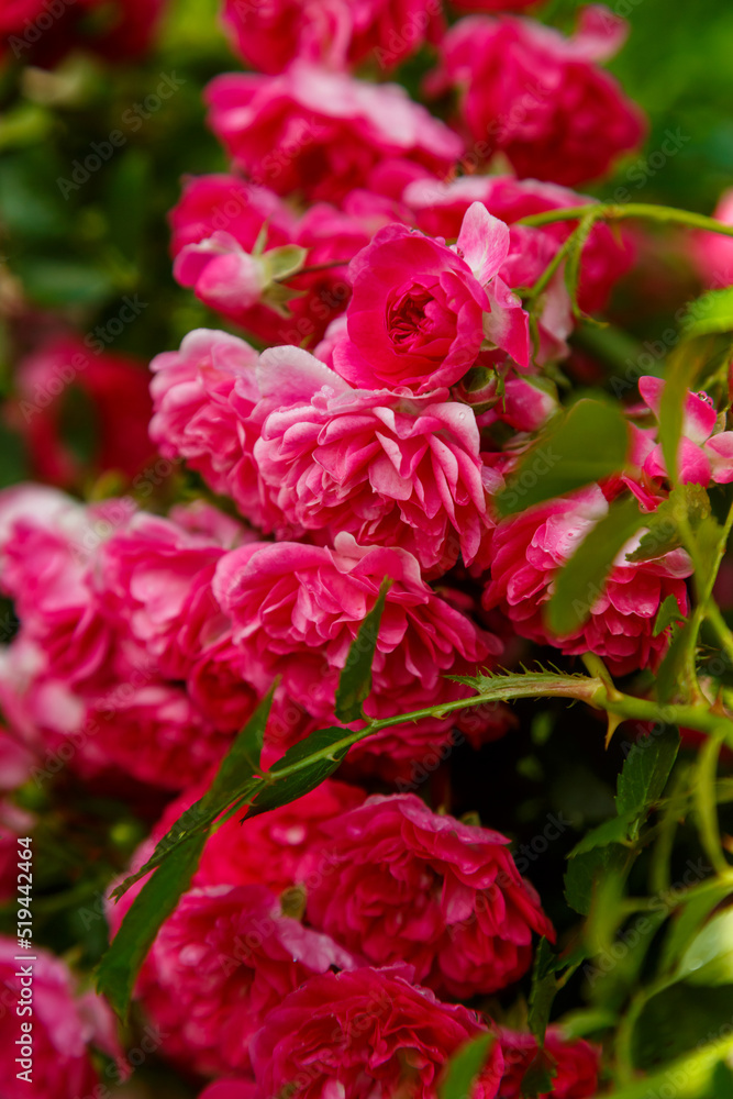 Climbing rose dark red on a bush in the sun.