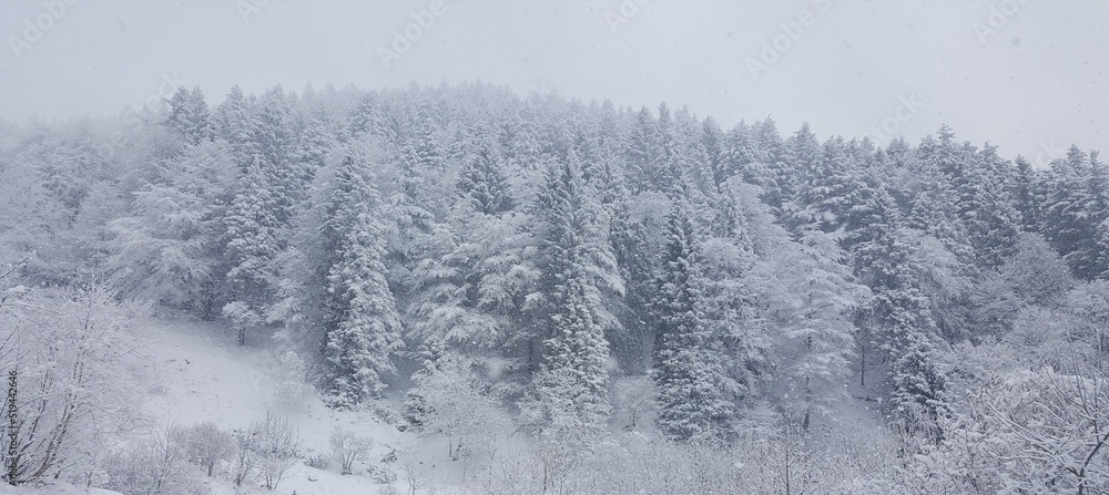 Naklejka premium snow covered trees