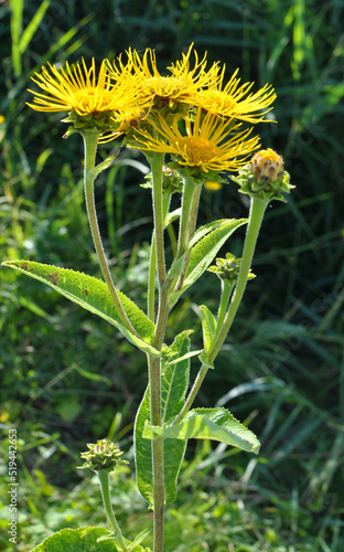 Inula helenium grows in the wild