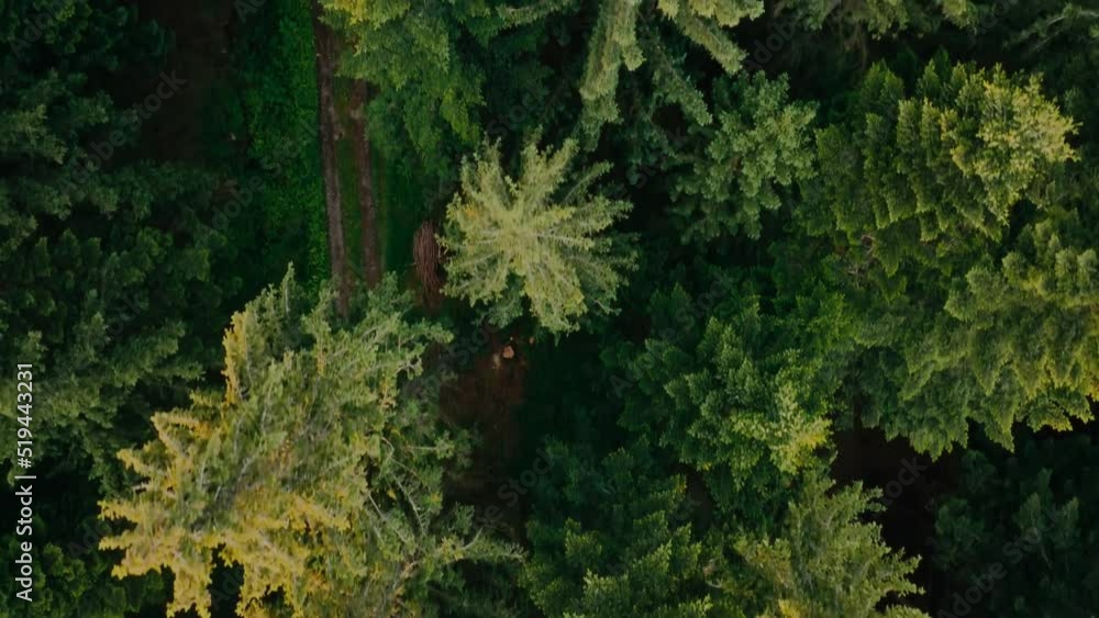 A bird's eye view of a hiking trail in the Bavarian Forest. Bavaria, Germany (2) A bird's eye view of a hiking trail in the Bavarian Forest. Bavaria, Germany (2)