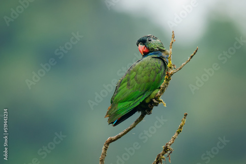 Red-billed Parrot (Pionus sordidus) sitting on the branch with far green background. Little parrot with nice background in Ecuador