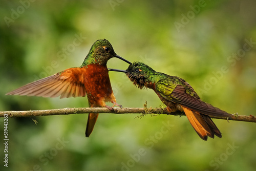 Chestnut-breasted Coronet (Boissonneaua matthewsii), beautiful green and red hummingbird. Two small hummingbirds fighting on a branch with green background photo