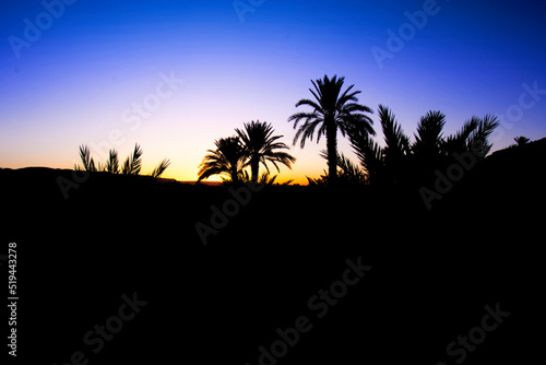 Beautiful sunset behind the Sahara desert. Blue, yellow and orange sky in the background, silhouettes of palm treed in the foreground, typical saharan evening view