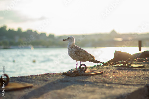 Seagull in front of the new mosque with a blurred background. Sea gull standing on his feet on the beach at sunset.