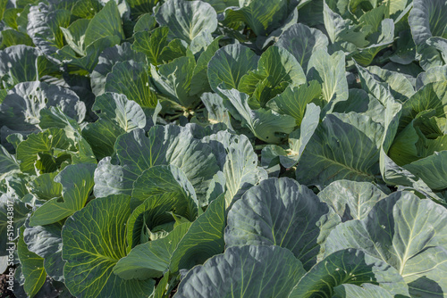 Cabbage leaves close-up. Cabbage grows in the garden. Healthy and healthy food for humans. View from above