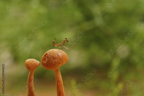 mantis child in forest mushroom © ridho