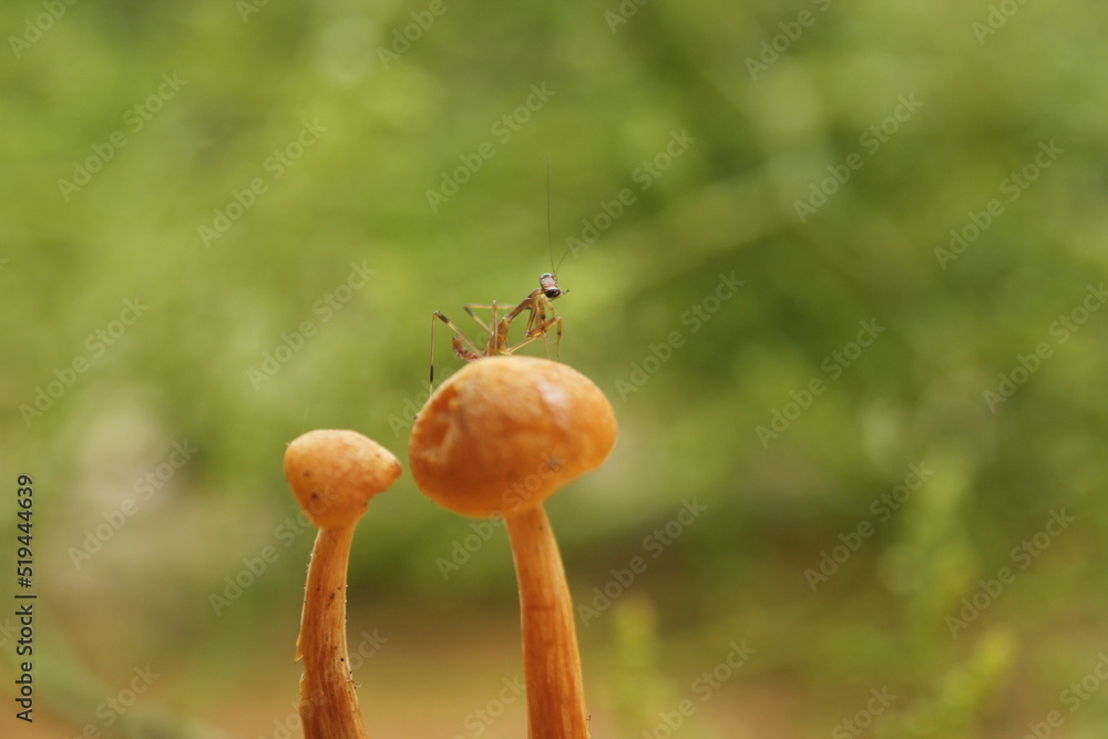snail on a poppy