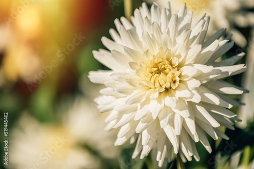 natural chrysanthemum flower in outdoor plant