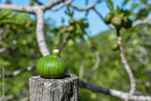 A green fig  in front of fig tree with green blur background