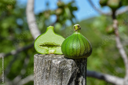 cutted green fig and normal fig in front of fig tree