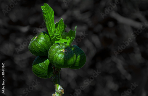 Growing  figs on a fig tree with black blur background