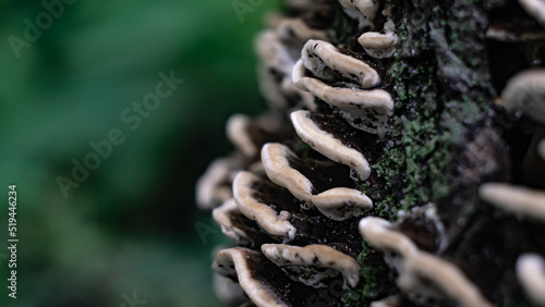 mushrooms on the tree