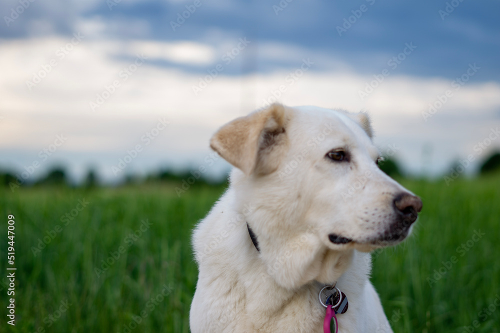 golden retriever dog