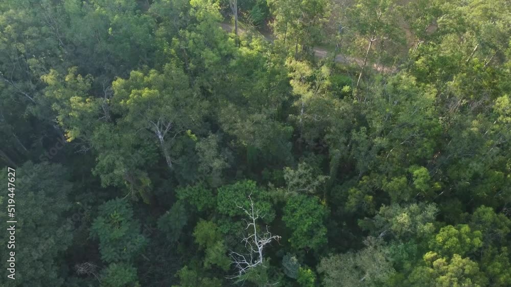 Forest, a beautiful sunrise in a forest with bird view in a small town in Brazil 4k, natural light, top view. Forest, a beautiful sunrise in a forest with bird view in a small town in Brazil 4k, natural light, top view.