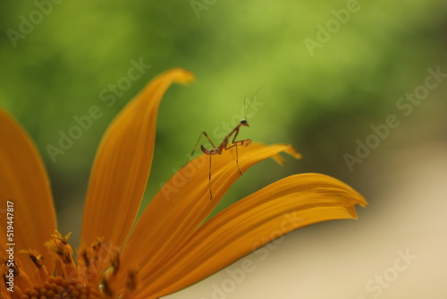 mantis in yellow flower lives in the forest © ridho