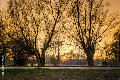 sunset among the trees © Robert