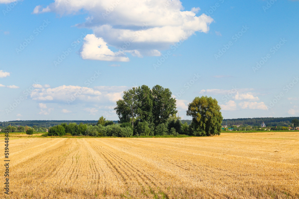 A field of cut wheat against the background of trees and the sky. Photo of nature. A field of cut wheat against the background of trees and the sky. Photo of nature.