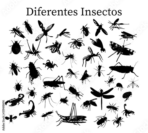 Insectos, silueta vectorial