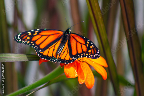 Monarch photo