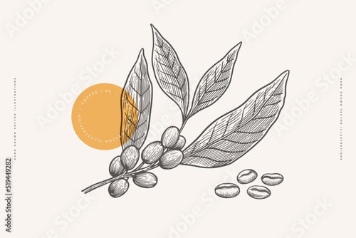 Isolated branch of coffee with leaves and grains on a light background. Plant for making an invigorating drink in the style of engraving. Concept of organic drinks. Vector botanical illustration.