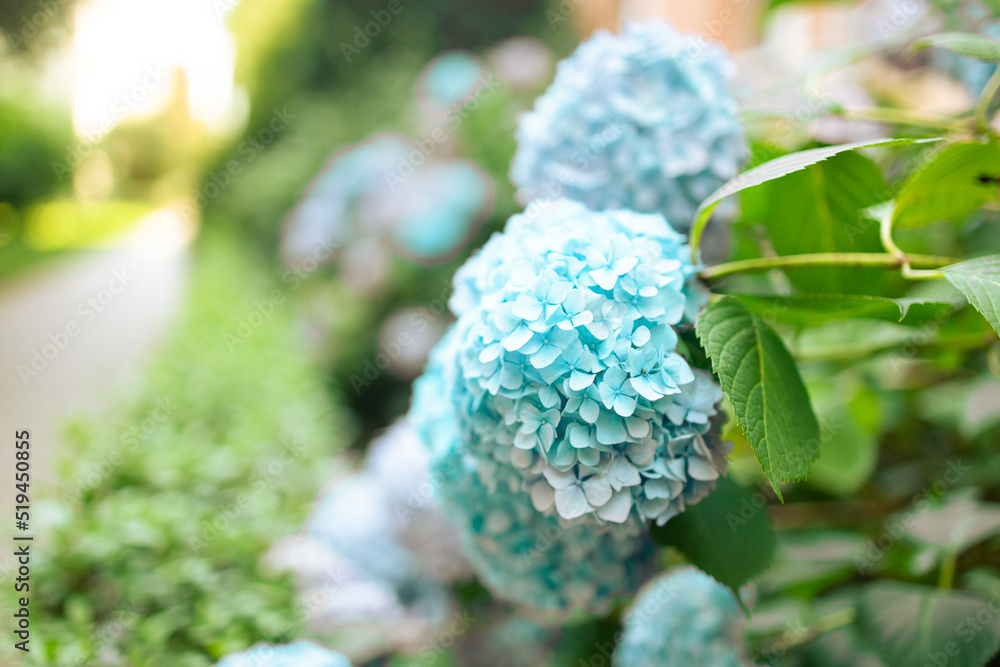 Purple, blue and pink heads of hydrangea flowers are blooming at summer garden Purple, blue and pink heads of hydrangea flowers are blooming at summer garden