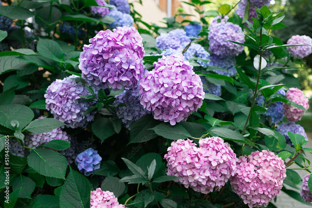 Purple, blue and pink heads of hydrangea flowers are blooming at summer garden Purple, blue and pink heads of hydrangea flowers are blooming at summer garden