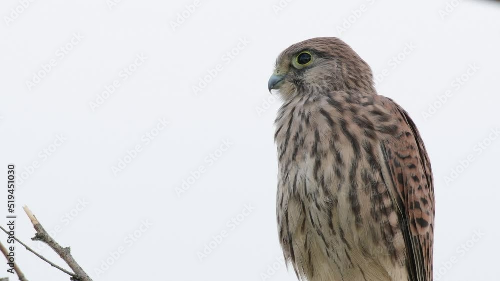 Common Kestrel, Falco tinnunculus, little bird of prey. Close up Common Kestrel, Falco tinnunculus, little bird of prey. Close up
