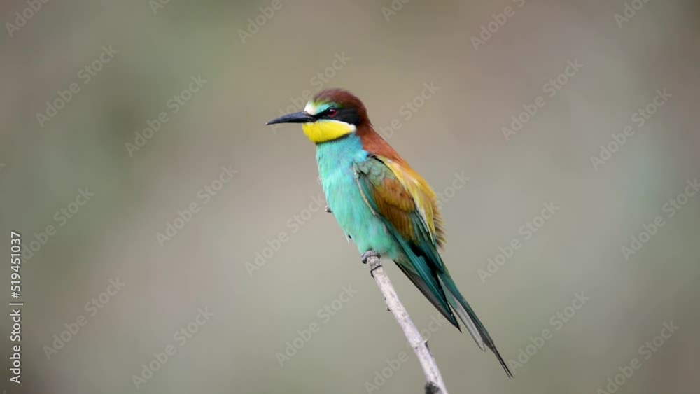 European bee eater Merops apiaster. The bird sits on a branch. European bee eater Merops apiaster. The bird sits on a branch.