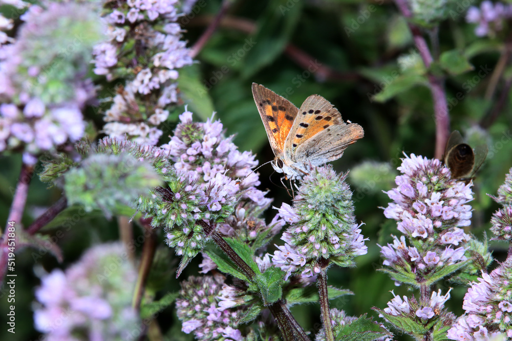 Kleine Feuerfalter (Lycaena phlaeas) auf einer Minze (Mentha) Kleine Feuerfalter (Lycaena phlaeas) auf einer Minze (Mentha)