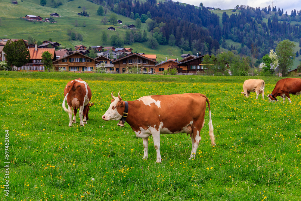 Herd of cows grazing on a green alpine meadow in the Swiss Alps, Switzerland