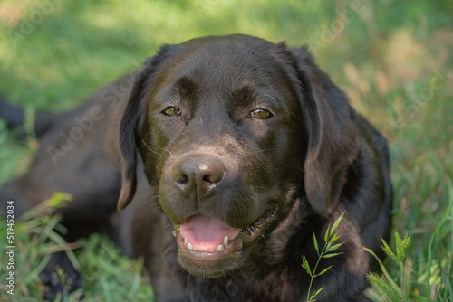 A young Labrador retriever dog lies on the grass on a sunny day. Narrow focus zone on the eyes.