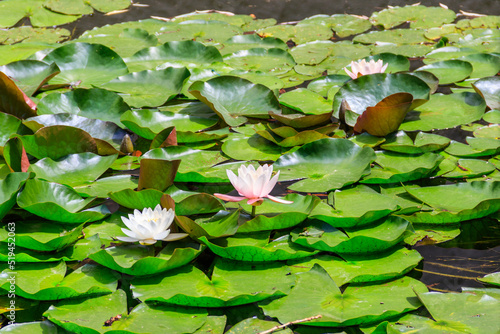Beautiful water lily (Nymphaea) in a lake