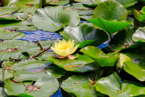 Beautiful water lily (Nymphaea) in a lake
