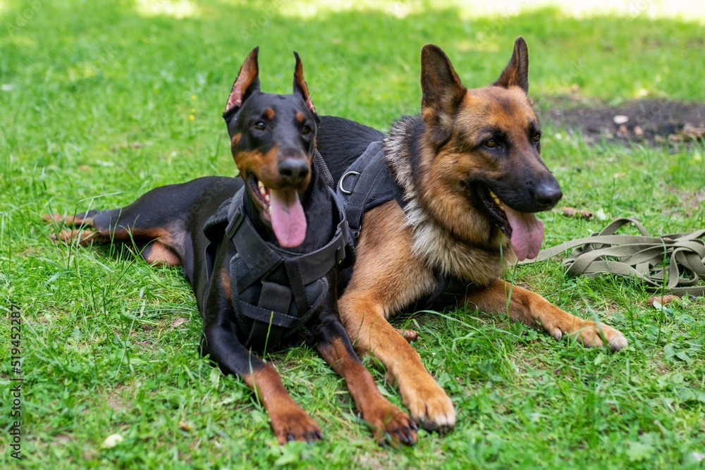 Doberman and German Shepherd, on the grass in the forest.