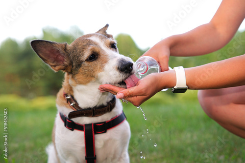 Thirsty dog is drinking water from hand, palm of his owner from plastic bottle outdoors at summer sunny hot day. Pet owner woman walking takes care of his doggie during walk