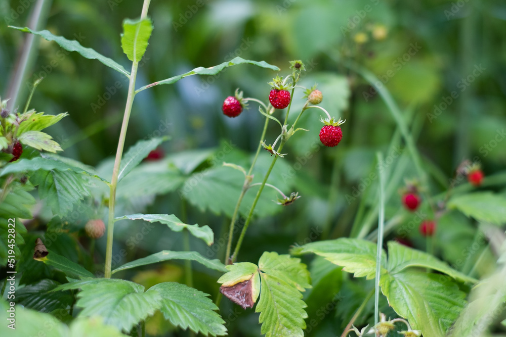 Small red ripe wild strawberries growing in nature. Wild strawberry plants in grass during summer.