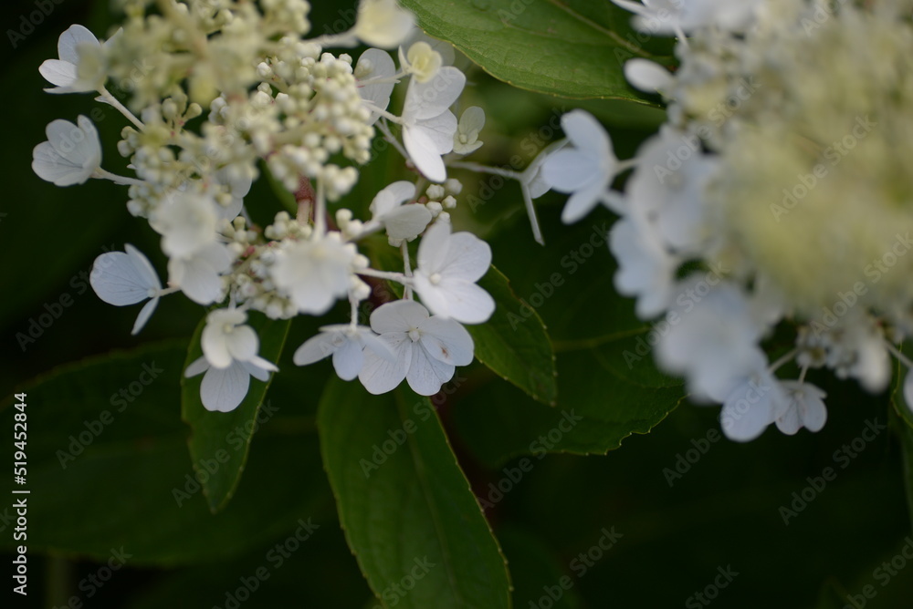 Wedding Invitation, save the date, thank you, RSVP card Design template. Purple Hydrangea flowers with greenery. Dandelion fluffy seed ball
flowering hydrangea, white flowers hydrangea paniculata
