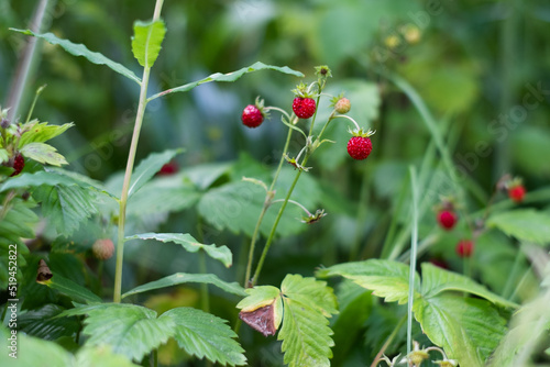 Small red ripe wild strawberries growing in nature. Wild strawberry plants in grass during summer.