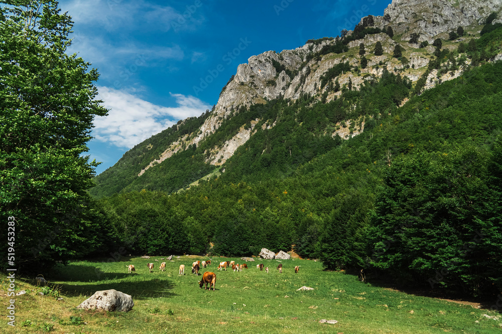 Montenegro. Prokletiye National Park. Mountain range. A herd of cows is grazing in the pasture