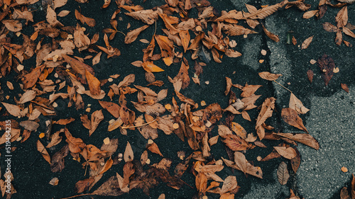 an autumn background with tree leaves on the road. top view on tree leaves in autumn on asphalt. color grading