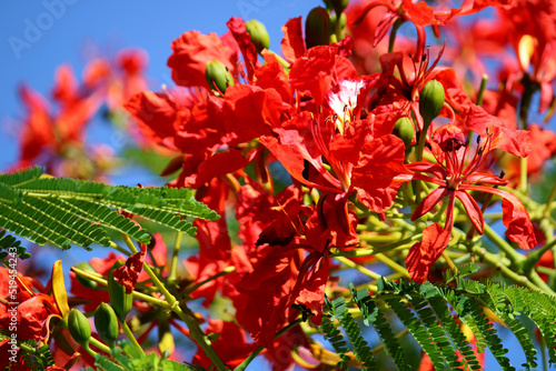 Delonix regia flowers blooming on the tree. photo