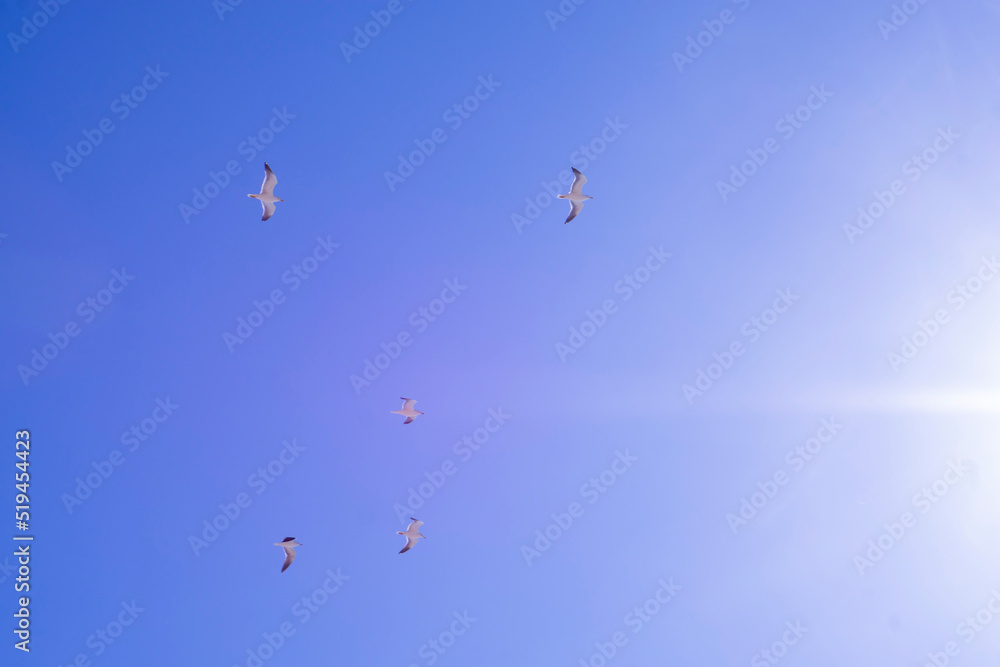 A flock of seagulls in the sky
A flock of seagulls in the sky