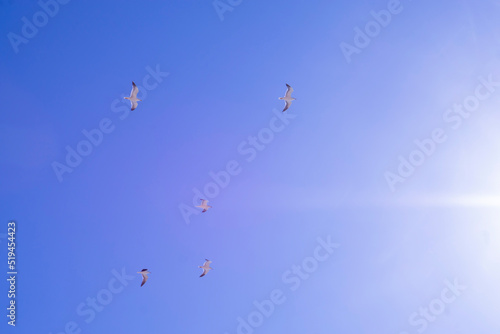 A flock of seagulls in the sky 