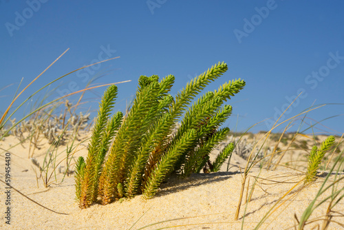 Beautiful landscape with wild maritime horbes in close-up. Euphorbia paralias, the sea spurge on the sand. photo