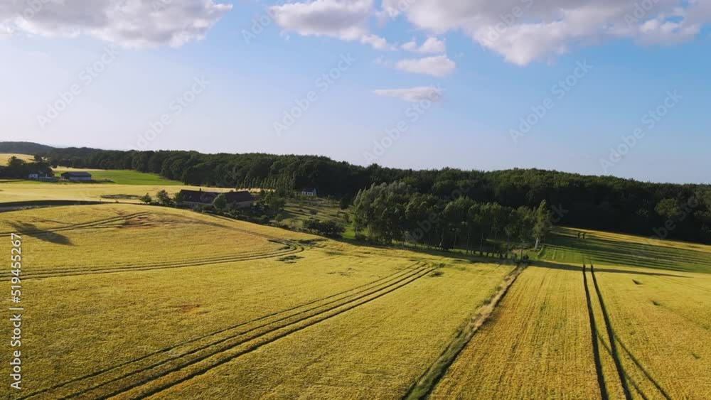 The drone flies over a bright yellow wheat field, overlooking the forest and the sea. Strips of compressed wheat lie on the field. Wheat field on a sunny day. High quality 4k footage The drone flies over a bright yellow wheat field, overlooking the forest and the sea. Strips of compressed wheat lie on the field. Wheat field on a sunny day. High quality 4k footage