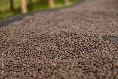 Close up of large dried coffee beans on the table at farm. Africa region