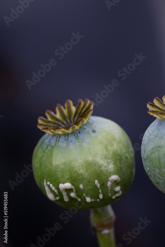 opium poppy fruit with carved DRUG