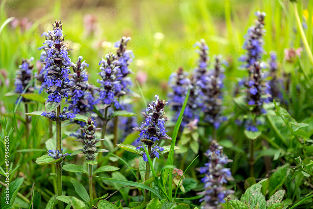 Obraz premium Blue spring flowers