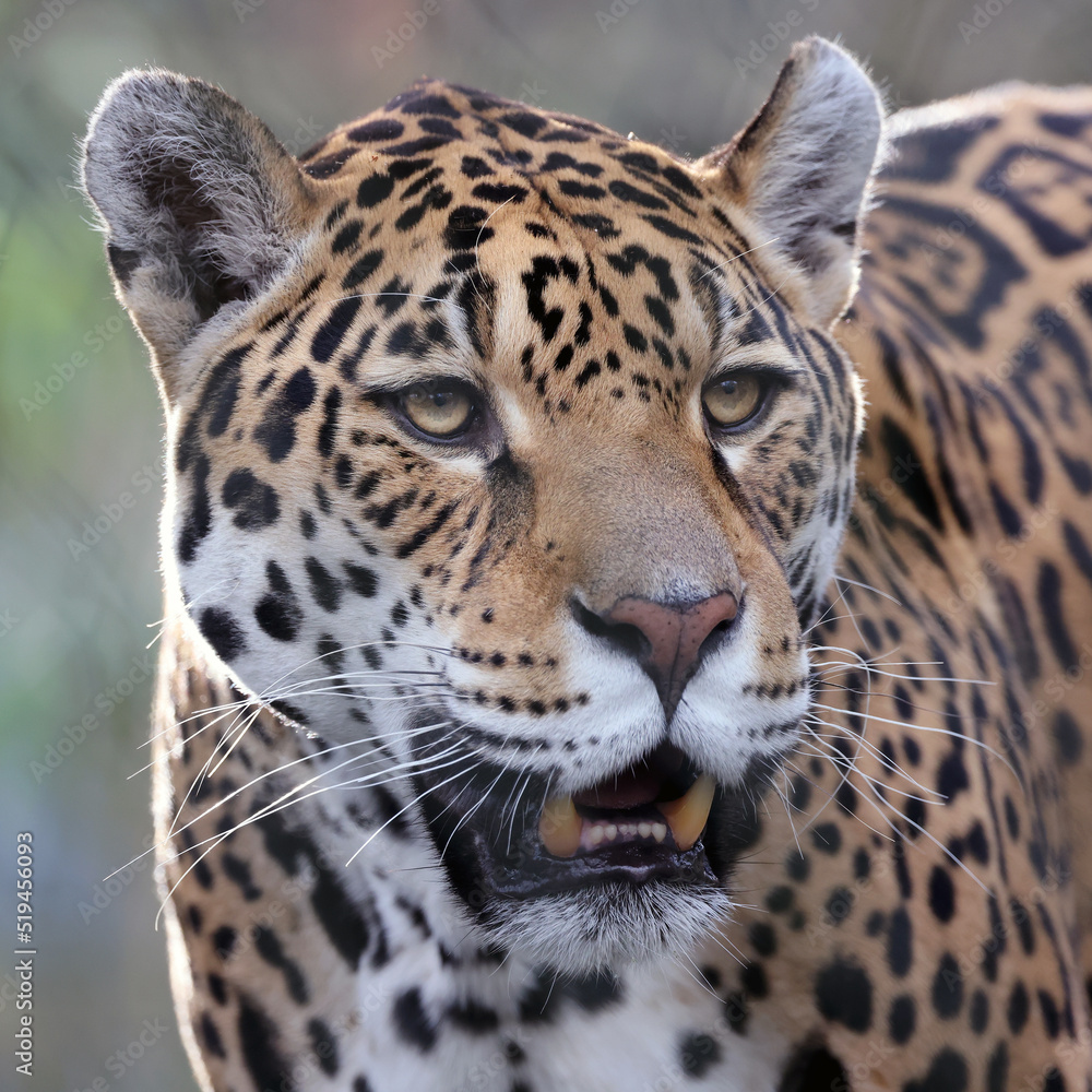 Obraz premium Close up shot of Jaguar (Panthera Onca)